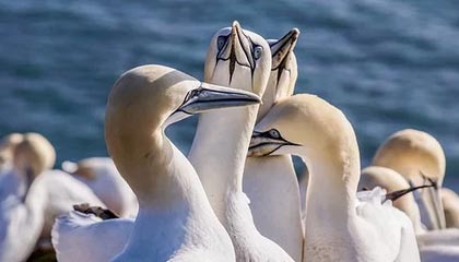 九游体育app下载-法甲联赛迎来新一轮“转会热潮”，豪门动作频繁，法甲转会一览