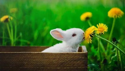 九游体育app下载-法甲联赛迎来新一轮“转会热潮”，豪门动作频繁，法甲转会一览