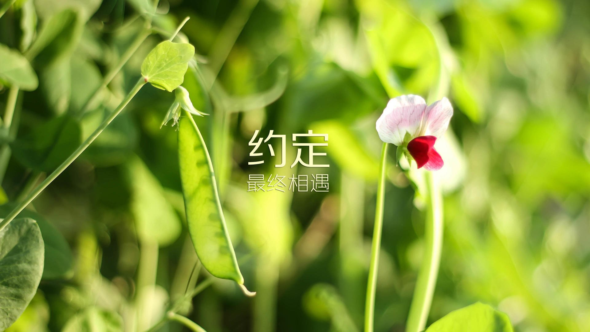 中国篮球教练员技术创新能力提升研究，中国篮球教练员技术创新能力提升研究论文
