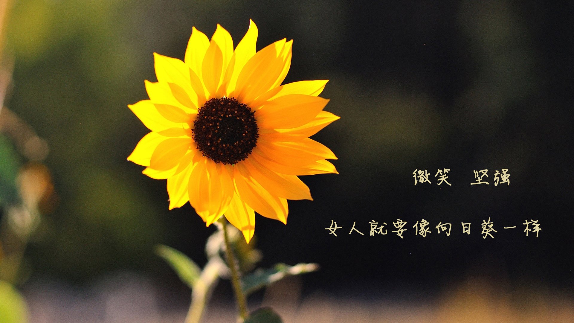大数据与智能分析助力青少年的个人潜能挖掘与培养,大数据 能力